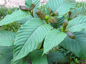 Read more about the article Kratom, UN and WHO: good news