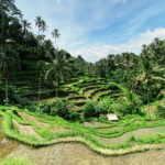 Thailand Invests in 33 Kratom Research Projects to Boost Global Herbal Market
