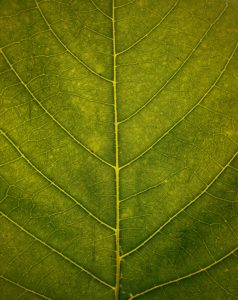 Lee más sobre el artículo Kratom verde, rojo y blanco: una comparación química más allá del color