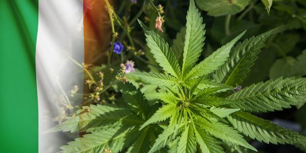 cannabis-in-ireland-scaled cannabis-in-ireland-scaled