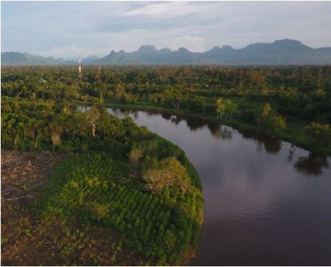 kratom-plantation-472x382.jpg